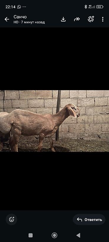 сиамская кошка: Продаю | Баран (самец) | Эдильбаевская | Для разведения | Племенные — 6