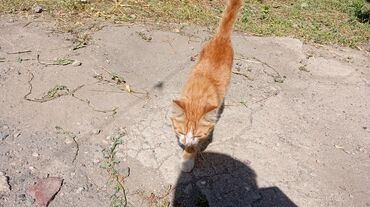 британская короткошерстная кошка золотая шиншилла: 2 айлык, Эркек, Лотокко барууга үйрөтүлгөн