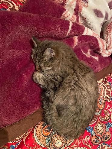 Продажа кошек: Пушистые котята Особенности: - Окрас: дымчато‑черный, тигровый табби и — 9