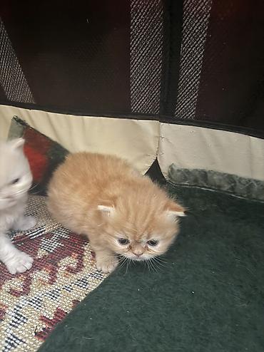 Pişiklər: Fars — 14