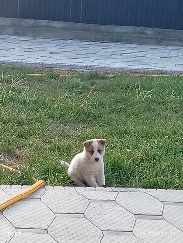 Продажа собак: 2 месяца, Самец