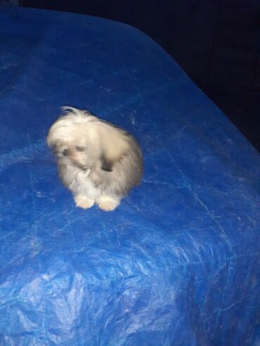 İtlər: Pekines, 2 ay, Dişi, Ödənişli çatdırılma — 13