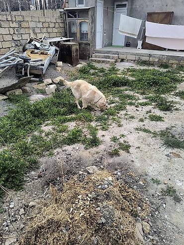 labrador retriever: Retriever, Peyvəndli — 4