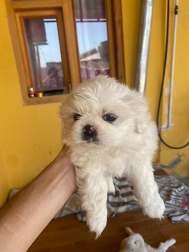 kreditle it satisi: Pekines, 1 ay, Dişi — 2