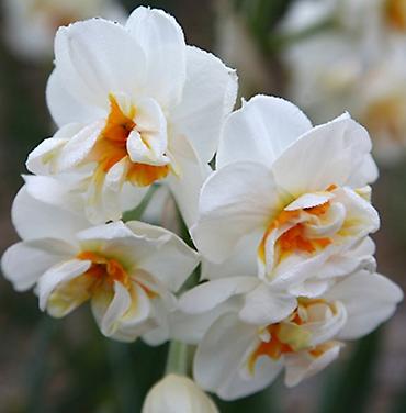 elmi kalkulyator: Nərgiz soğanları – “Erlicheer” (Narcissus tazetta) - Çiçək: Ağ — 1