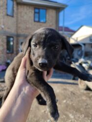 померанский шпиц фото цена: Курцхаар, 1 айлык, Ургаачы lalafo.kg да померанский шпиц фото цена: Курцхаар, 1 айлык, Ургаачы