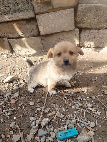 İtlər: 1 ay — 8