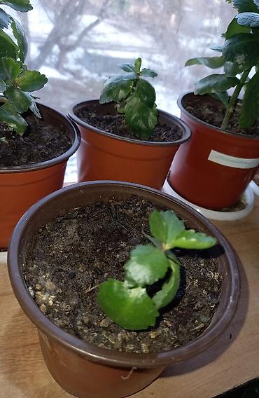 Садовые цветы и кустарники: Рассада цветка: Самовывоз — 13