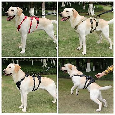 Зоотовары: Продаю шлейки для кошек и собак,поводки/рулетки,лежанки,машинки для — 14