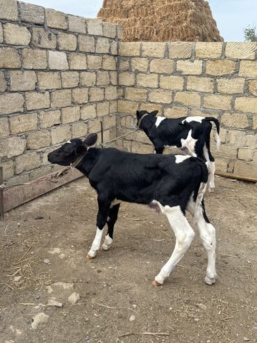 iri buynuzlu heyvan: Iki baş erkek dana satılır. 1 aylıq danalardırlar. Yem,ot yeyirlər