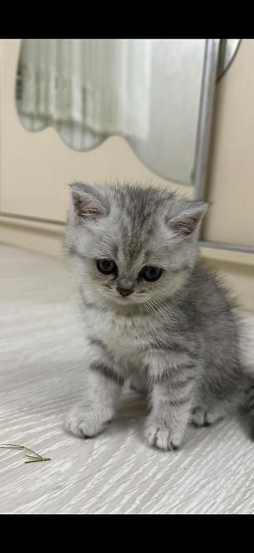 silver şinşila: Şinşilla, Dişi, Yaxşı əllərə — 1