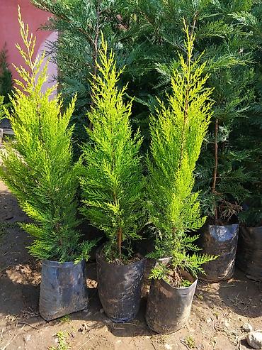 lent gul buketi: Thuja (həyət-baca üçün həmişəyaşıl iynəyarpaq şitilləri) - Bitki — 4