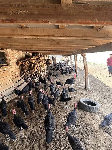 Индюки: Продаю | Индюшка (самка) | Бройлерная at lalafo.kg — 10 Индюки: Продаю | Индюшка (самка) | Бройлерная — 10