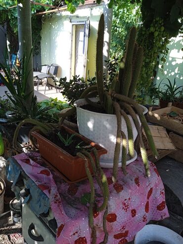 Кактусы: Продам кактусы — 2