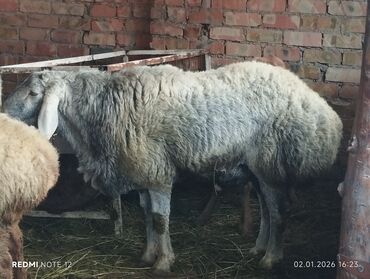Бараны, овцы: Продаю | Баран (самец) | Для разведения | Племенные — 1