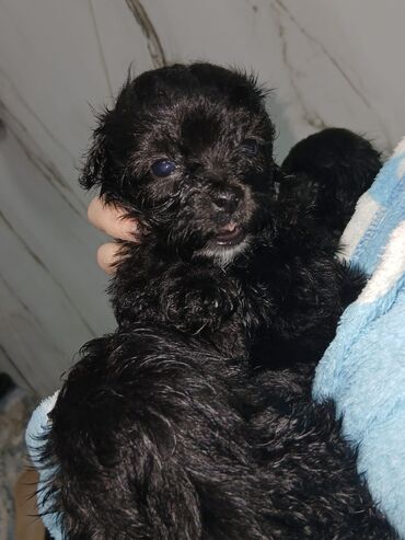 İtlər: Malta bolonka, 2 ay, Ünvandan götürmə, Pulsuz çatdırılma, Ödənişli çatdırılma — 6