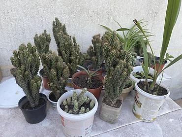 бөлмө өсүмдүктөрү: Коллекция комнатных растений в горшках. Что внутри: - Несколько — 1