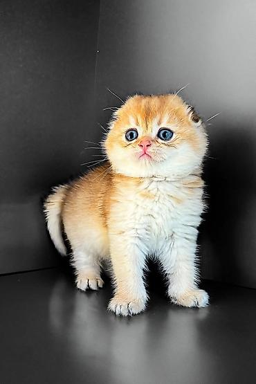 Pişiklər: Şotland, Erkək, Dişi, Yaxşı əllərə, Ünvandan götürmə, Pulsuz çatdırılma, Ödənişli çatdırılma — 7