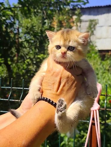 котята свинкс: Скотиш Страйт (Шотландская прямоухая), 1 месяц, Девочка, Золотая шиншилла, Приучена к лотку — 1