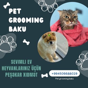 cins pişikler: Təcrübəli groomer kömekçisi tələb olunur