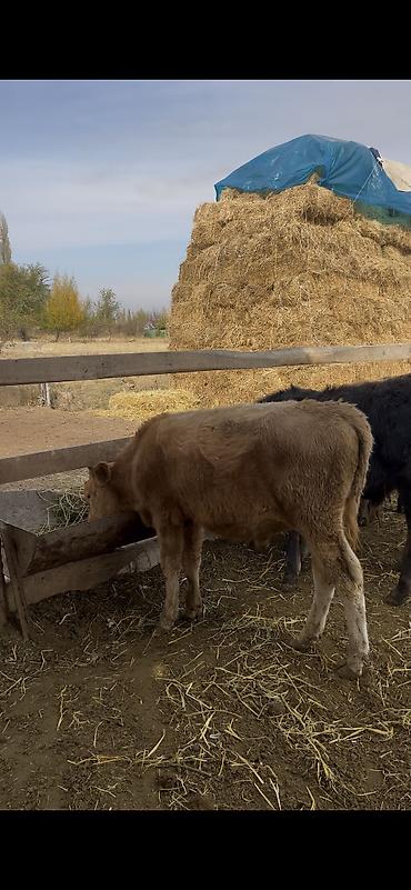 номер приюта для животных бишкек: Продаю | Музоо, торпок | На откорм | Отела не было — 10