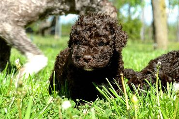 Psi: Lagotto Romagnolo štenci dostupni u odgajivačnici Ideal Dale Otkrijte — 7
