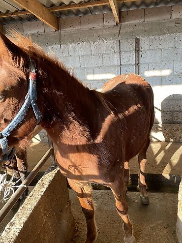 Лошади, кони: Продаю | Кобыла (самка) | Полукровка | Для разведения, На забой — 11