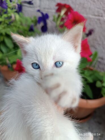 кошка с разными глазами: Кошка даром: Беспородная, Девочка, Приучена к лотку