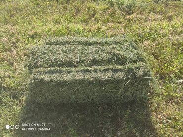 купить кошку бесплатно: С поля 250сом красная цена, точный адрес село Кепер-Арык.350 штук