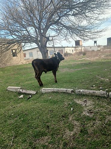 Dana, buzov: Diși göbəkli 7ayLlq disi danadlr. dananln anaslvə anaslnln anaslda — 22