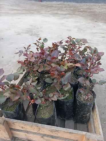 Роза: Продаю Розы ОПТОМ!!! На продажу есть розы в большом количестве разных — 26