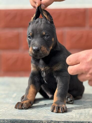 cins heyvanlar: Doberman, 2 ay, Erkek, Peyvəndli, Ünvandan götürmə