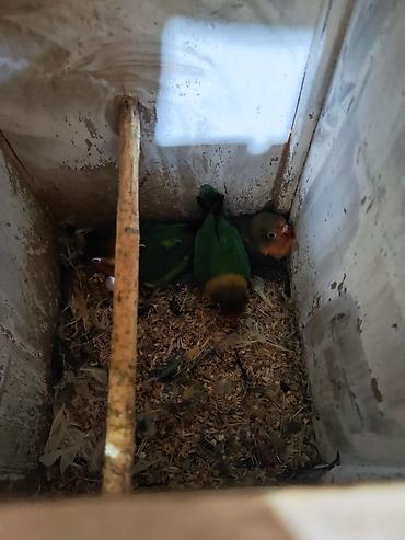 yarasa sekilleri: Növ: Agapornis (Sevgi quşları) – müxtəlif rəng mutasiyaları Təsvir: - — 1