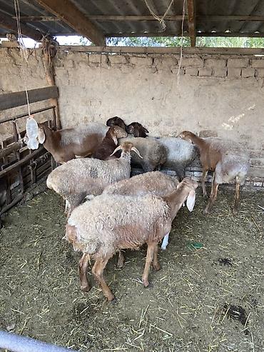 бенгальские кошки бишкек: Продаю | Овца (самка) — 4
