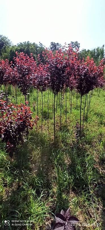 Декоративные деревья: Рассада деревьев: Туи — 8