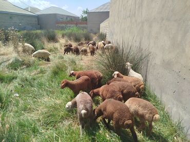 simmental ineklerin satisi: Quzu, Erkək, Qala, ay: 1, 10 kq, Damazlıq, Ünvandan götürmə