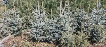 Декоративные деревья: Саженцы деревьев: Ели, Бесплатная доставка — 20