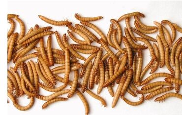 весы для животных купить: Мучной червь
#червяк
#Мучник
#корм для насекомоядных
