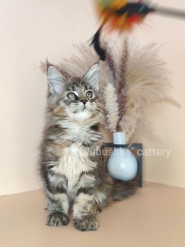 Продажа кошек: Мейн-кун, 2 месяца, Девочка, Черепаховый, Приучена к лотку, Проглистована, С документами at lalafo.kg — 4 Продажа кошек: Мейн-кун, 2 месяца, Девочка, Черепаховый, Приучена к лотку, Проглистована, С документами — 4