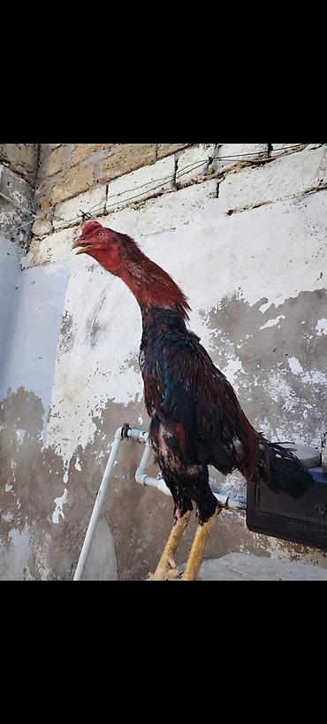 balaca it sekilleri: Asil/Hint döyüş xoruzu tipli saqsağan-qırmızı rəng çalarını xatırladan — 2