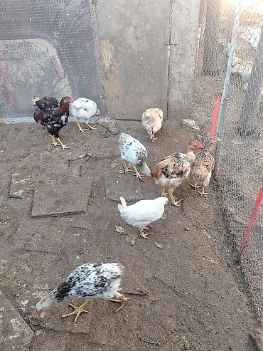 bala dana: Toyuq, Yumurtalıq — 3