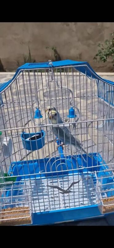 ağ kəklik: Quslarin cutu qefüe su qabi yemek qabi qumqabi qumu calamar sumutu ag