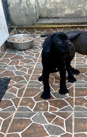 İtlər: Kane-Korso, 2 ay — 35