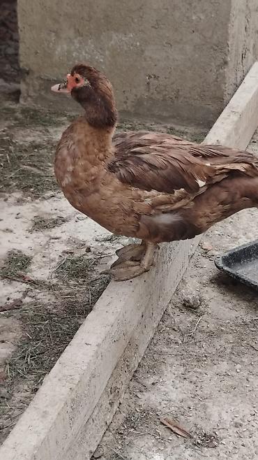 lalafo goyercin satisi: 🦆 SATILIR – Tam Sağlam Qırmızı Ördəklər 🦆 Təsərrüfatımızda böyüdülmüş — 1