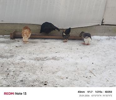 Индюки: Продаю | Индюк (самец) | Для разведения | Племенные — 8