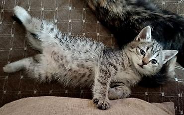 Кошка даром: Беспородная, 1 месяц, Девочка, Приучена к лотку, Проглистована at lalafo.kg Кошка даром: Беспородная, 1 месяц, Девочка, Приучена к лотку, Проглистована