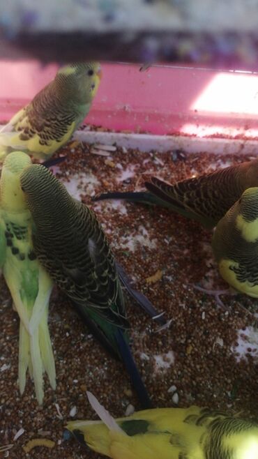 Tutuquşları: Bala Valnisti 9azn Boş qəfəs 9azn 1 bala quş +Qəfəs +Suqabı+Yemqabı — 7