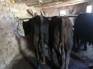 корова молочный: Продаю | Бык (самец) | На откорм