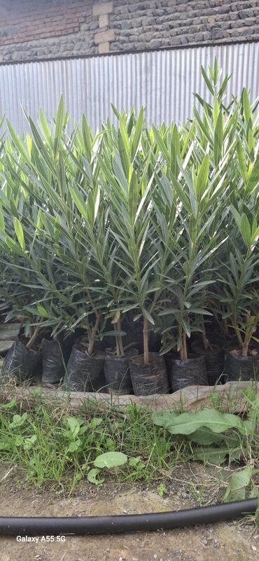 Digər bitkilər: Oleandr (Nerium oleander) tingləri – qara polietilen torbalarda