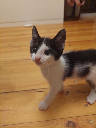 вислоухий сиамский кот: Отдам мальчика котенка, полтора месяца. Очень ласковый и воспитанный